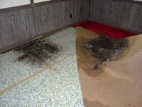 carpet-water-stain carpet-water-stain