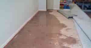 Carpet Drying Service in Auckland