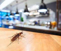 pest control maintenance commercial pest control Auckland