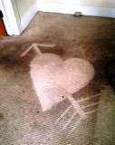 Auckland carpet cleaning job