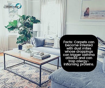 Do Dust Mites Live on Carpet?