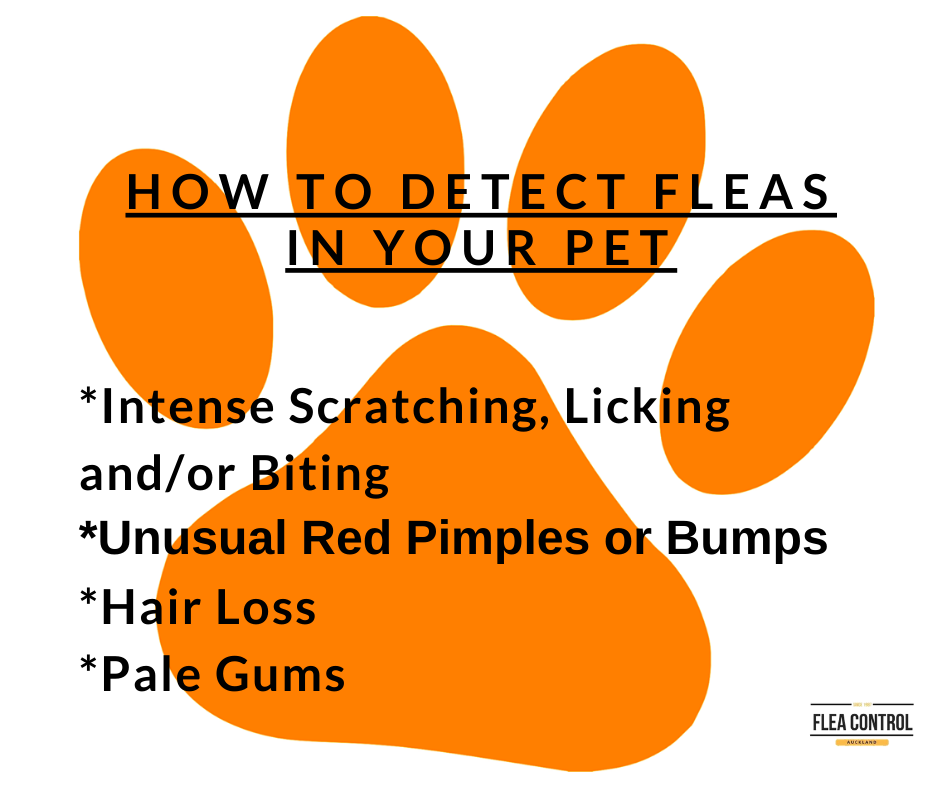 How To Detect Fleas In Your Pet